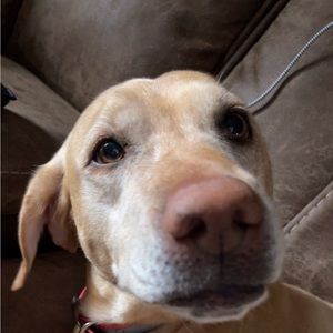 Meet your Posher, Addy